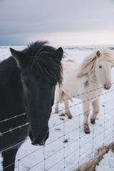 Two Icelandic Horses Portrait In Field