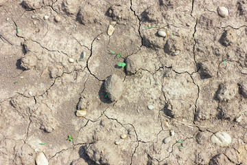Dried soil unsuitable for the cultivation of floriculture.