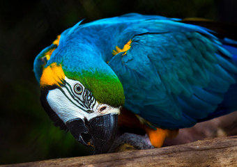 Arara