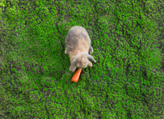 rabbit with a carrot on the grass outdoors