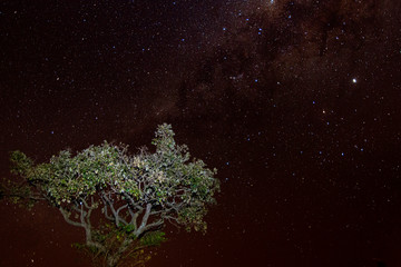 Galactic center and tree in the foreground.