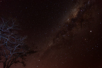 Galactic center and tree in the foreground.