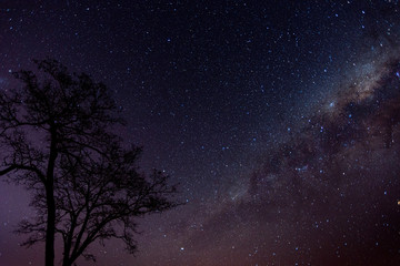 Blue-toned milky way with visible galactic center. Tree silhouette in the foreground.