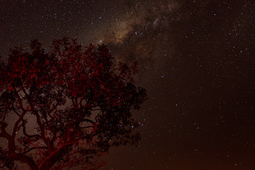 Galactic center and tree in red color in the foreground.
