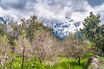 The himachal orchid in Reckong Peo