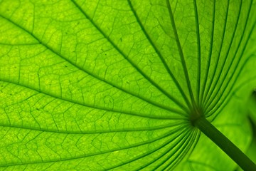 Lotus plant leaves and bud.