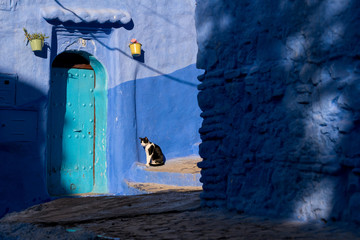 Cat in front of blue wall in Chefchaouen, Morocco