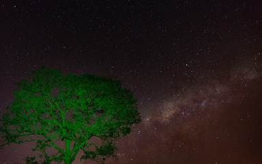 Starry sky and tree in green foreground.