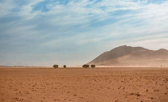 Namib Rand Reserve national park, waste and sparsely populated area at the end of the desert with acacia trees