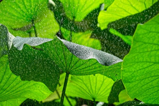 Lotus plant leaves and bud.