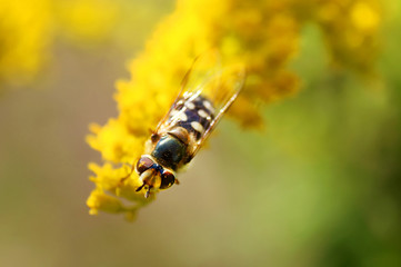 Bee on the yellow flower in the summer