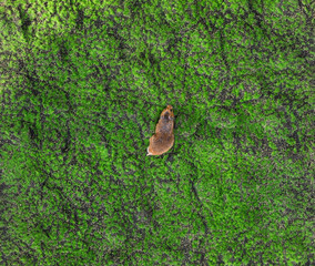 hamster on the grass outdoors