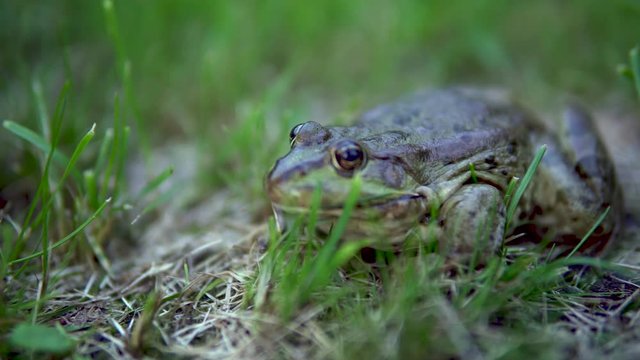 A large green toad sits on the grass. Swamp toad close-up