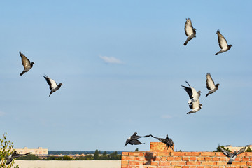 The bird flies on a background of blue sky