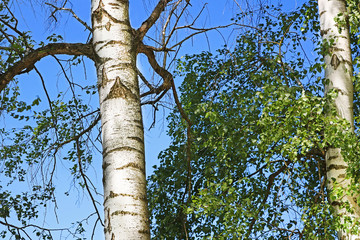 Fototapeta premium Birch forest with green foliage in the spring