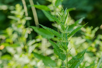 Urtica dioica, often called common nettle, or stinging nettle, or nettle leaf. Nettle flowers