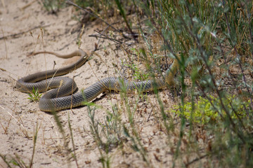 Big snake on the sand in the desert