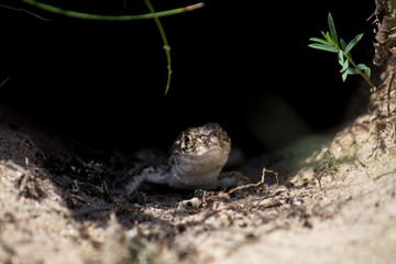 Little cute lizard in his hole on a sand
