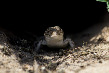 Little cute lizard in his hole on a sand