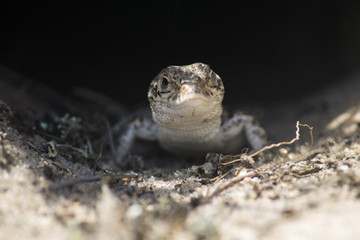 Little cute lizard in his hole on a sand