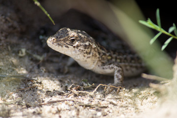 Obraz premium Little cute lizard in his hole on a sand