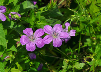 Bloom in nature geranium