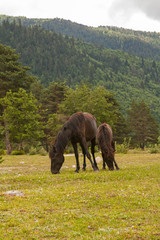 Black horse and little foal feed at the green grass