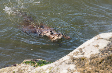 Obraz premium River otters