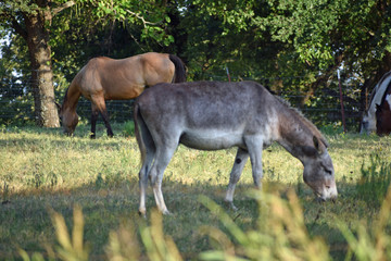 Mule and Horse Grazing
