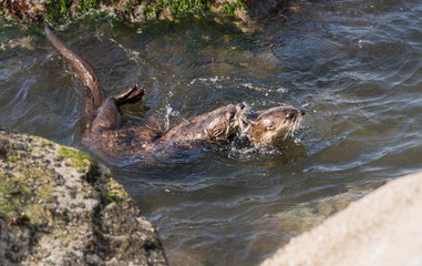 River otters