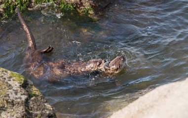 River otters
