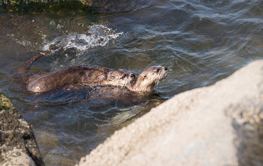 Fototapeta premium River otters