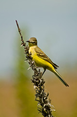 Little yellow bird at the stick on a blue and yellow background