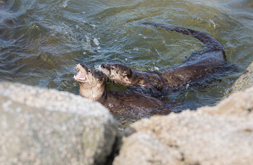 River otters