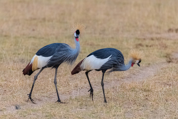Grey Crowned Crane, Balearica regulorum, beautiful birds in Tanzania, couple walking together