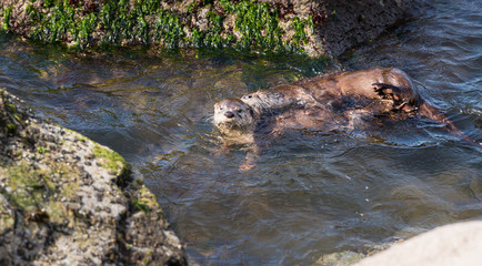 River otters