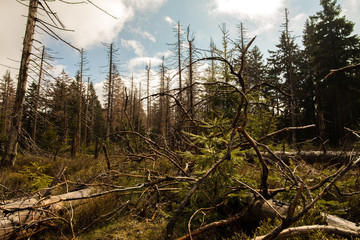 dried and felled trees in a coniferous forest in early spring on a sunny day and a cloudy sky