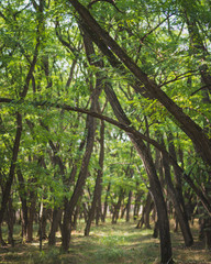 Green Trees