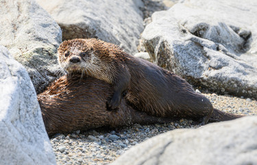 River otters