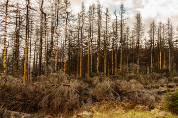 dried and felled trees in a coniferous forest in early spring on a sunny day and a cloudy sky