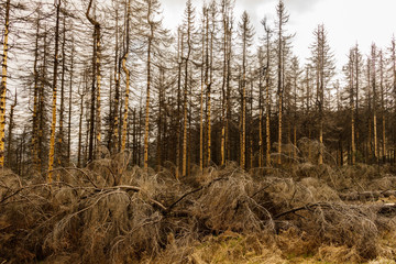 dried and felled trees in a coniferous forest in early spring on a sunny day and a cloudy sky