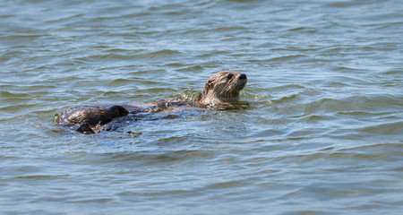 River otters