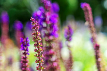 Summer blossoming lilac lavender on field, blooming violet aroma Lavandula flowers soft background, selective focus