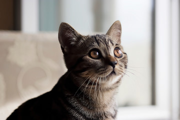 Young cat. Scottish Straight. Soft focus.