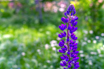 Lupinus field with purple flower. Solo lupine. Violet lupin in meadow. Lupinus or lupine flower close-up with blurred background