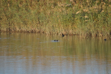 The beautiful bird Eurasian coot (fulica atra) in the natural environment