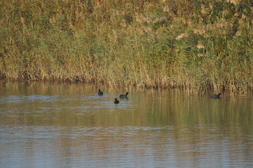 The beautiful bird Eurasian coot (fulica atra) in the natural environment