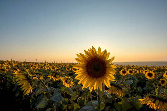 sunflower fiels in Istanbul at sunset