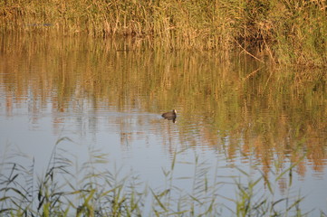 The beautiful bird Eurasian coot (fulica atra) in the natural environment