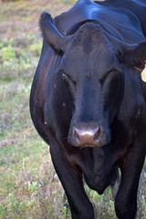 Black Angus Steer